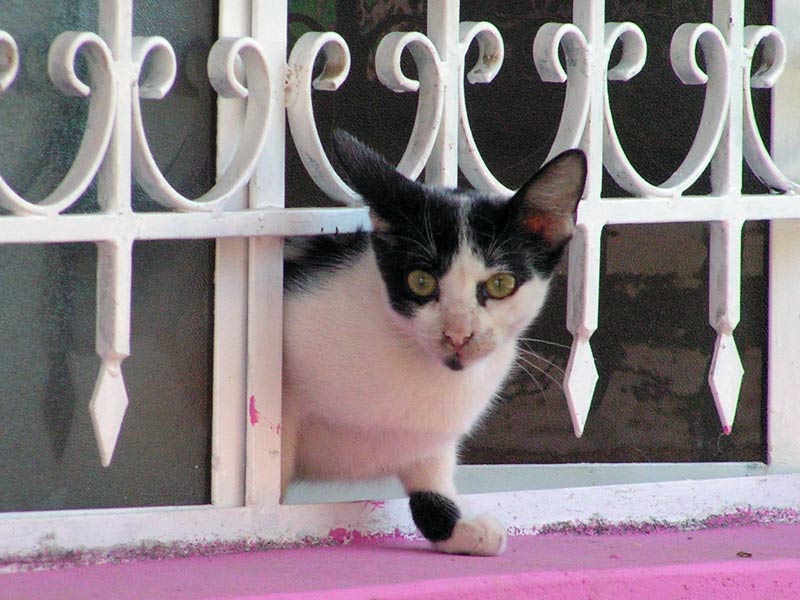 chat