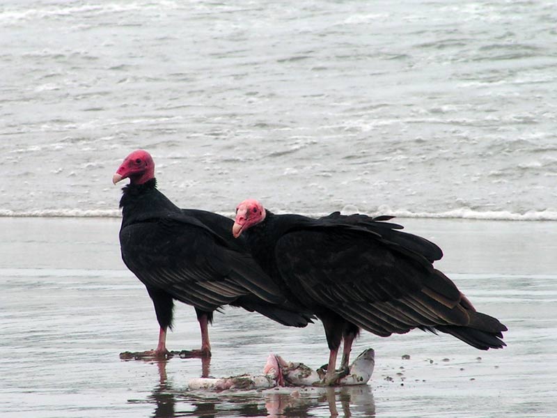 oiseaux