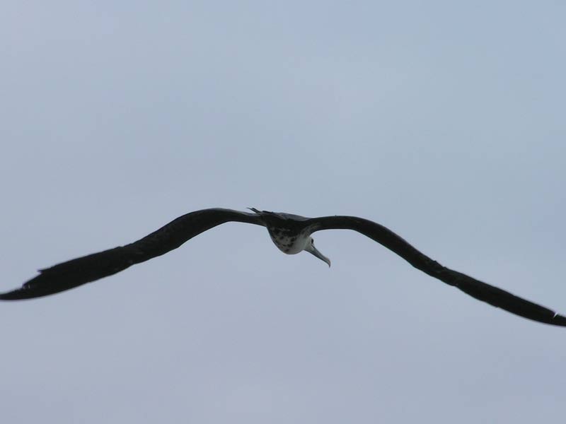 oiseau