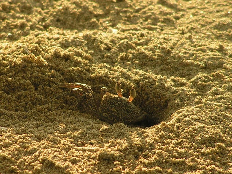 crabe
