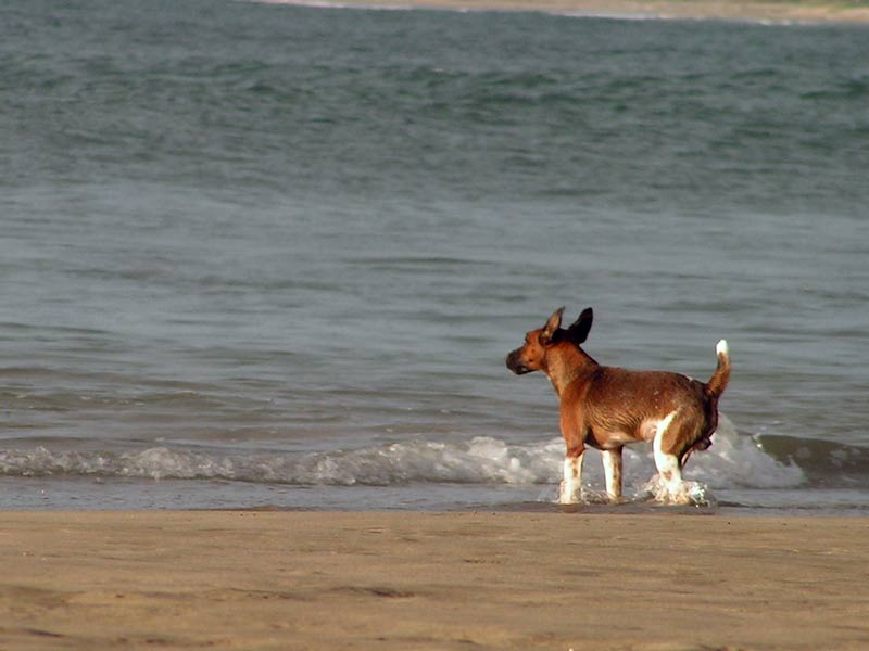chien