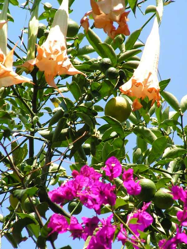 fleurs