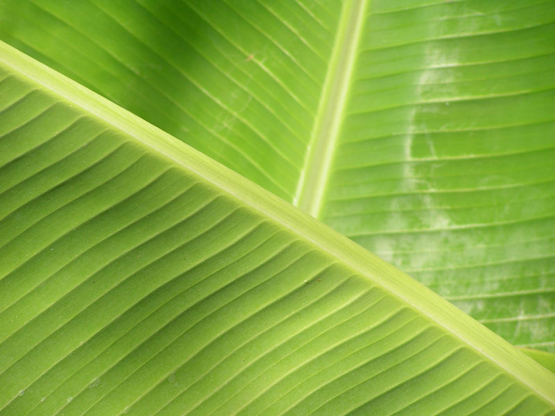 feuille de bananier